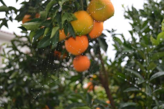 Spider web & Oranges, Skopelos